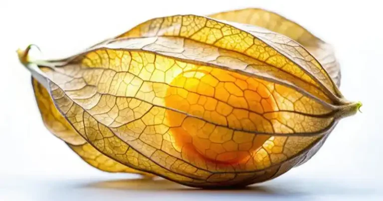 Goldenberry Power: 20 Benefits of Physalis peruviana and How to Use It at Home