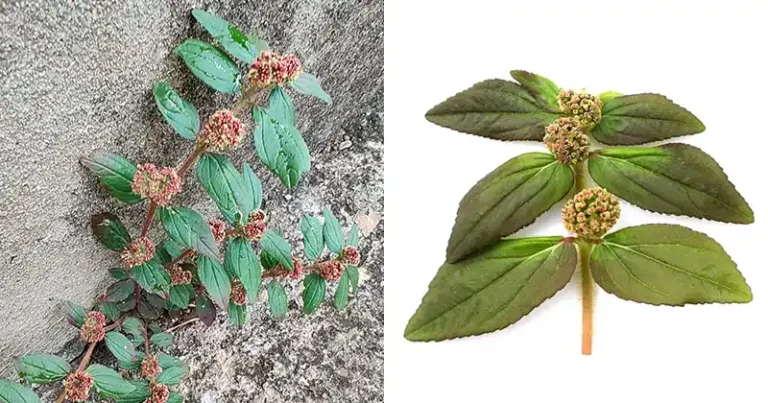 Euphorbia Hirta (Asthma-Plant): Powerful Benefits for the Lungs and Respiratory System