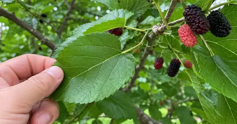 The Hidden Power of Mulberry Leaves
