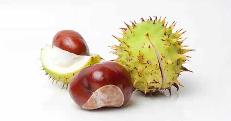 Horse Chestnut: The Strongest Natural Remedy for Swollen Legs and More…