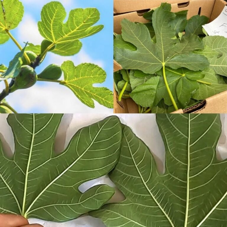 Instantly Lowers Blood Sugar – Boil Fig Leaves and Drink the Liquid!