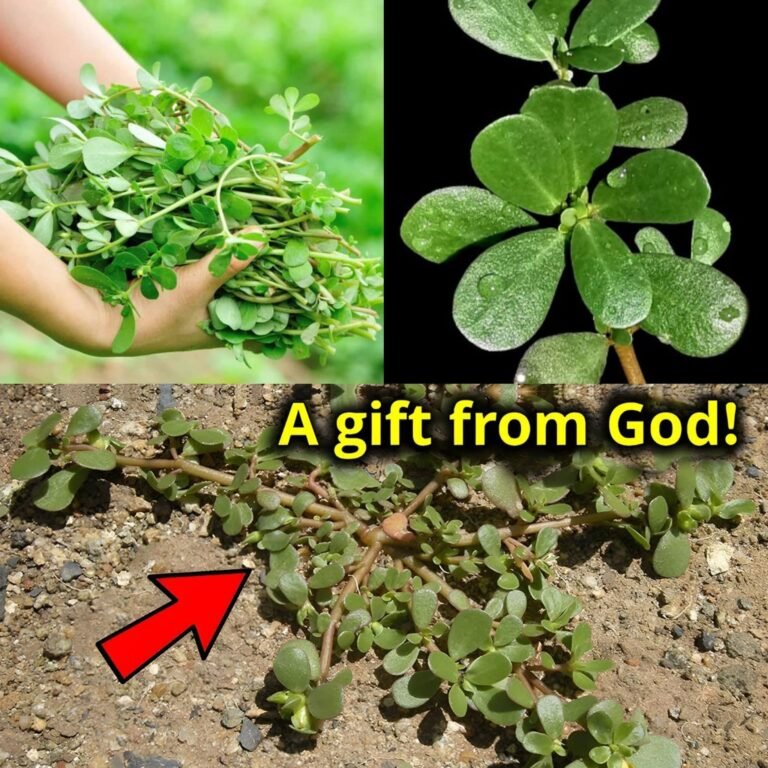 If You See This Plant, Bring It Home Immediately… You’ll Be Very Grateful! Here’s Why!