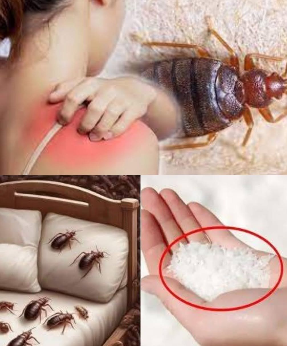How to Banish Bedbugs from Your Garden in Minutes with Salt