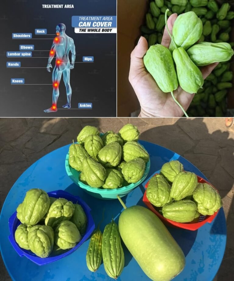 Ditch the Pills: Unlock Chayote’s Secret to Pain-Free, Vibrant Health