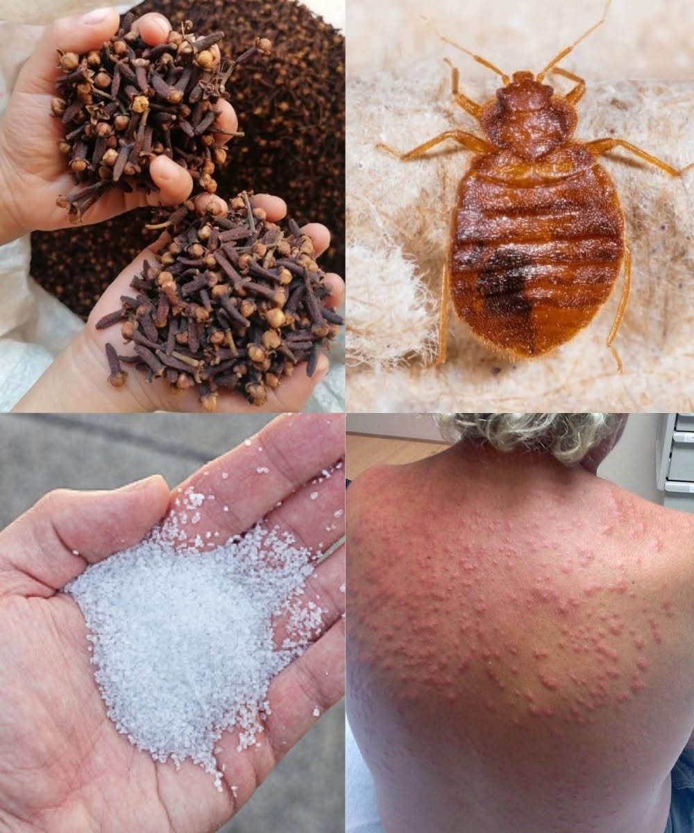 Natural Pest Control: Using Diatomaceous Earth and Cloves Against Bed Bugs and More