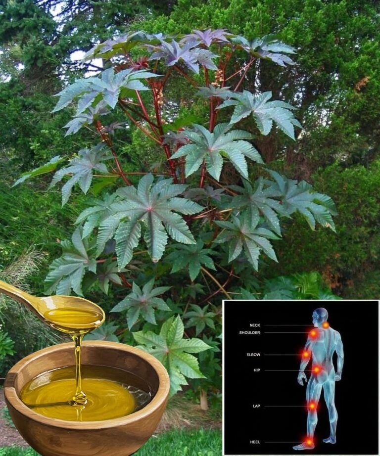12 Hidden Castor Leaf Benefits for Your Health
