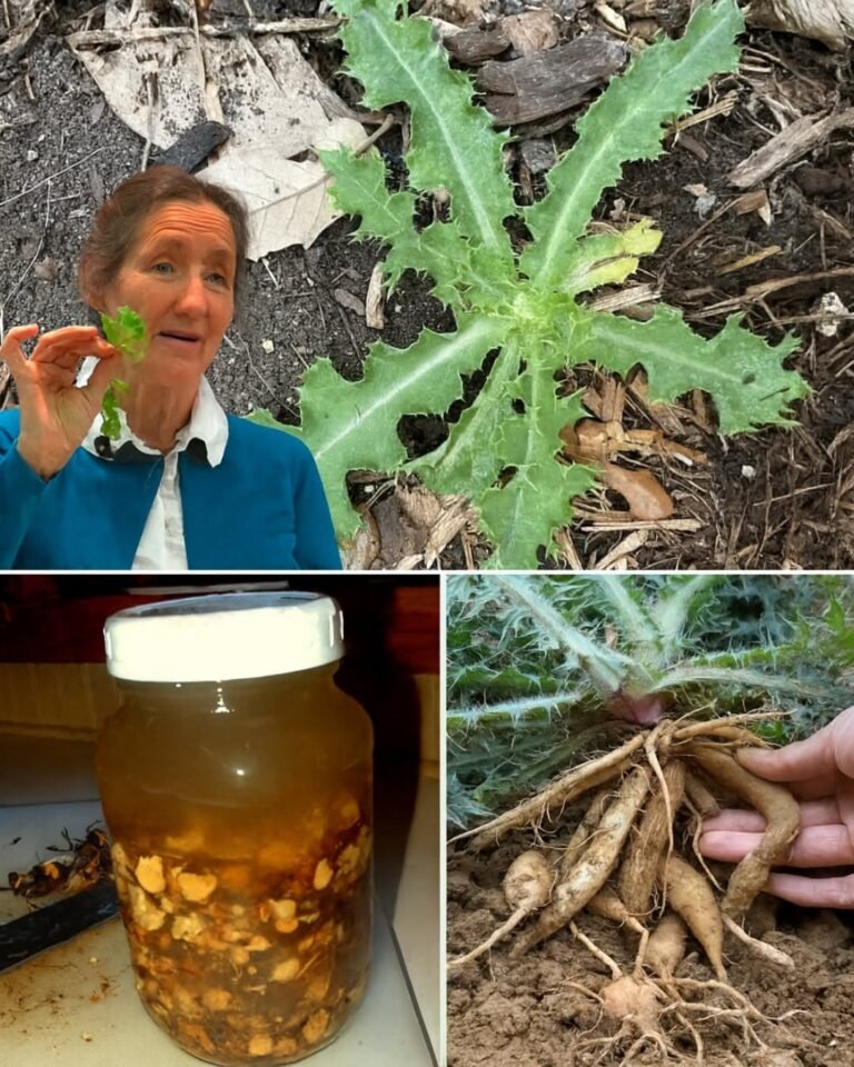 12 Benefits of Bull Thistle Root and How to Use It Naturally