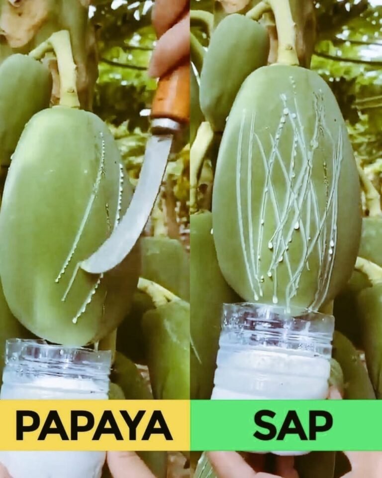 🌿 Discover Papaya’s Milky Sap: 9 Hidden Benefits You’re Missing Out On