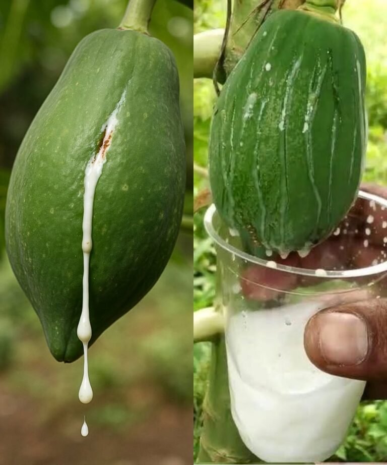 Unlock the Hidden Power of Papaya Seeds: A Nutritional Goldmine You Shouldn’t Overlook