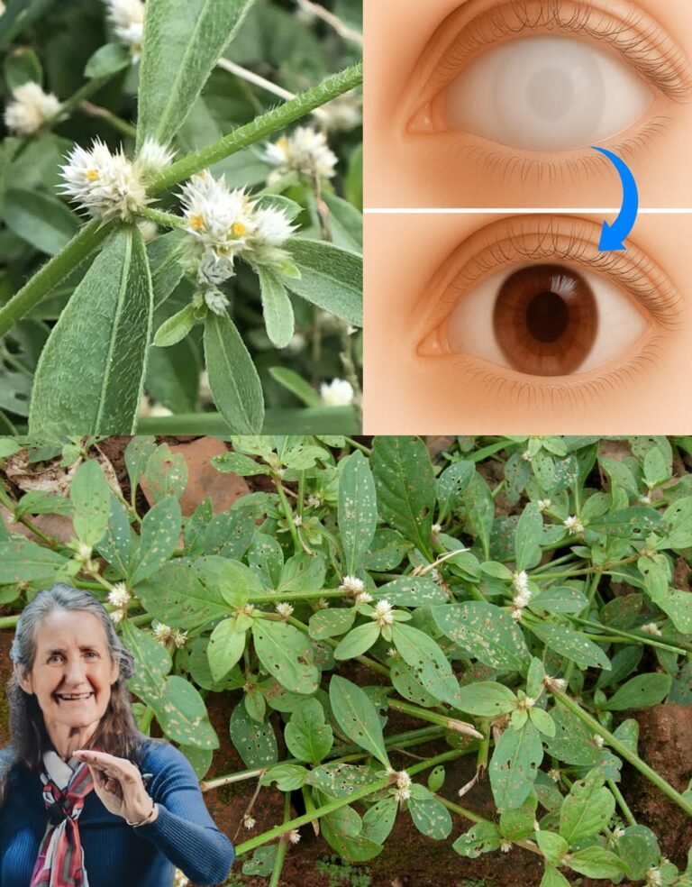 13 Powerful Benefits of Sessile Joyweed (Alternanthera Sessilis)