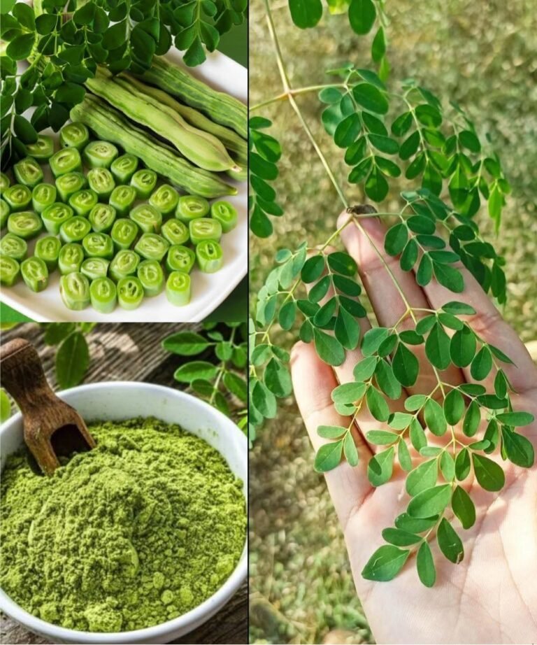 Rediscover Moringa: The “Miracle Tree” for Modern Wellness