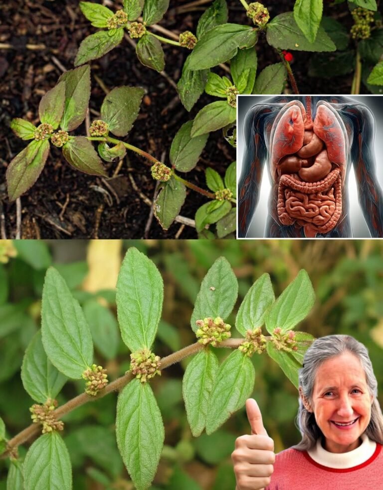 Nature’s Remedy for Skin Conditions Like Acne, Eczema, Contact Dermatitis, and Skin Tags