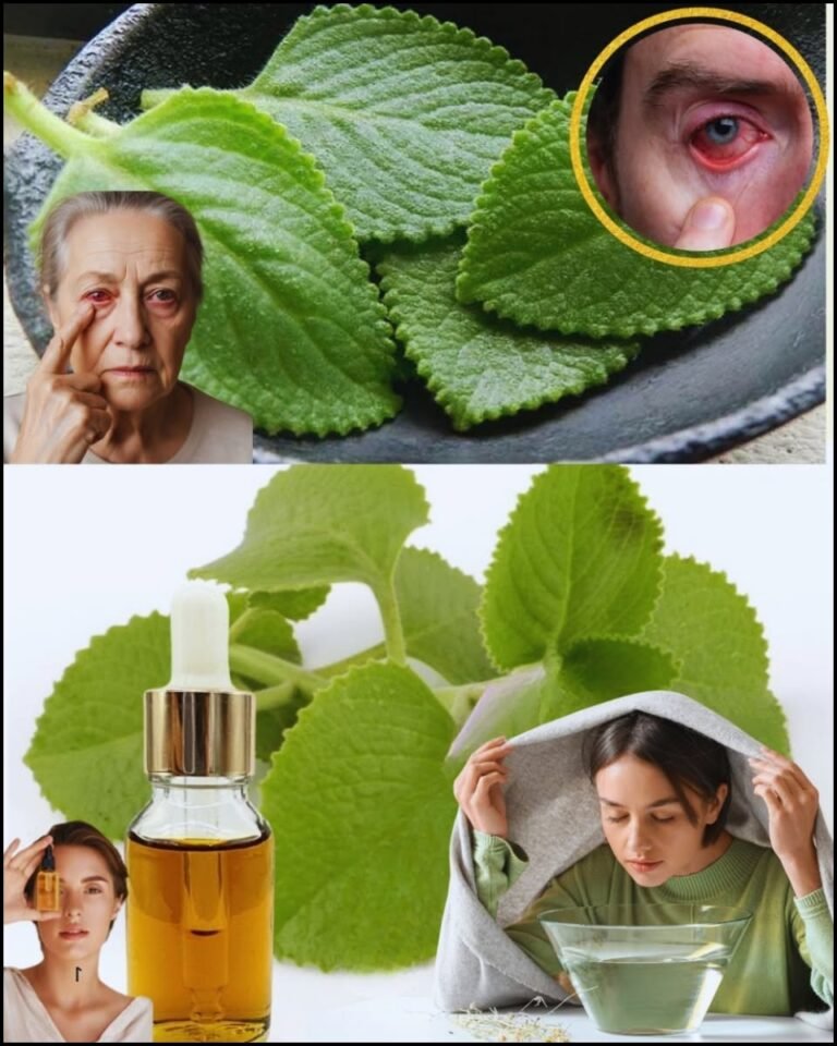 🌿 Restore Crystal-Clear Vision: The Hidden Power of Oregano for Eye Wellness