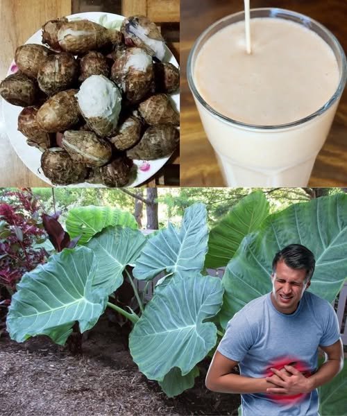 Taro Root: The Creamy Superfood Your Gut Will Love
