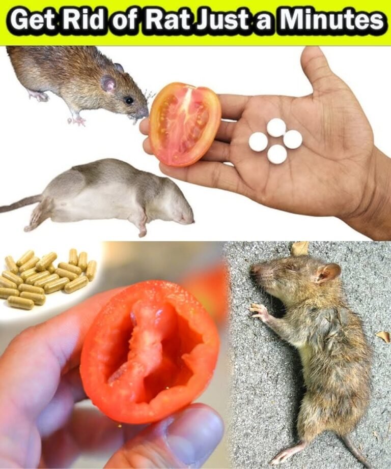 10 Natural Ways to Make Mice and Rats Disappear in 60 Seconds (No Poison, No Traps)