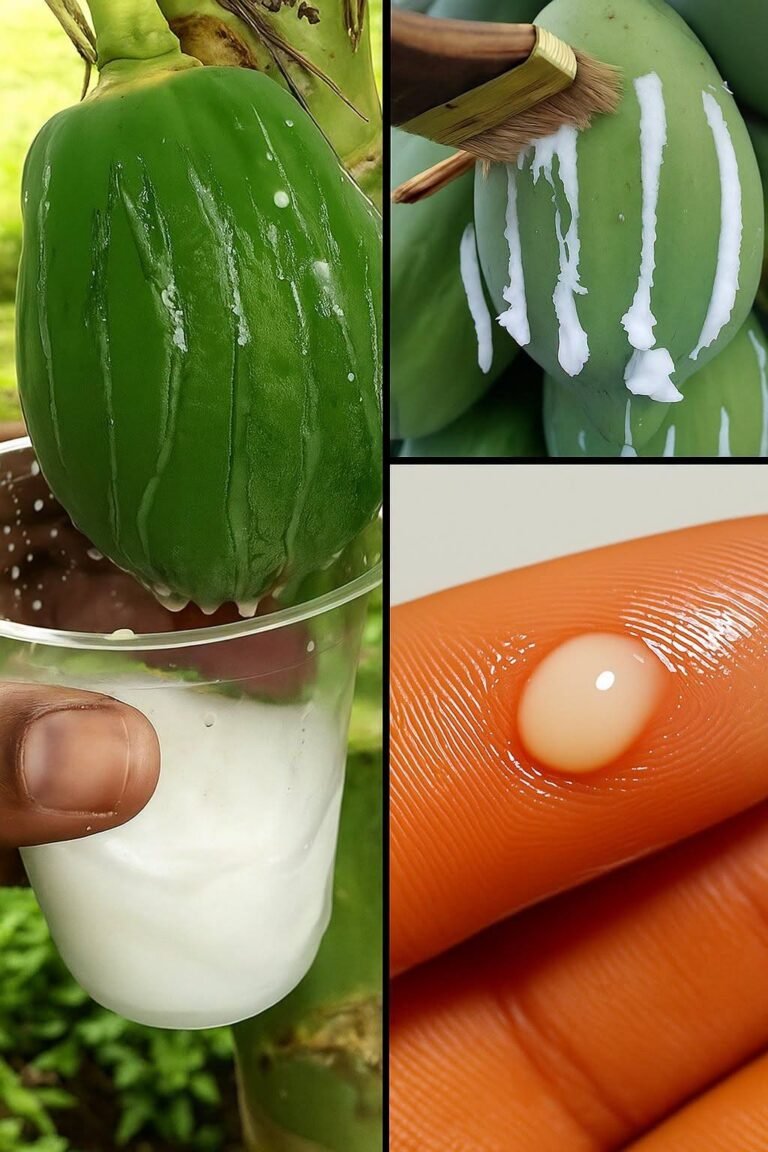 The Incredible Benefits of Papaya Sap: Nature’s Secret Remedy