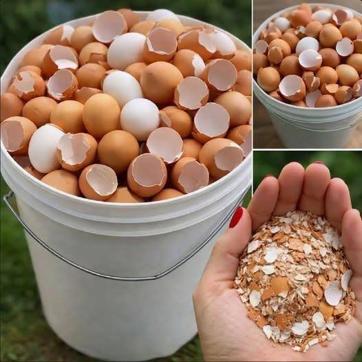 Boil eggshells and say goodbye to…