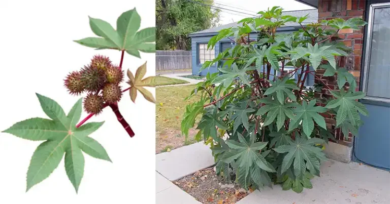 10 Powerful Benefits of Castor Leaves You Probably Didn’t Know About