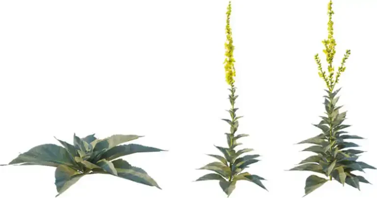 63 Amazing Benefits of Mullein (Verbascum densiflorum)