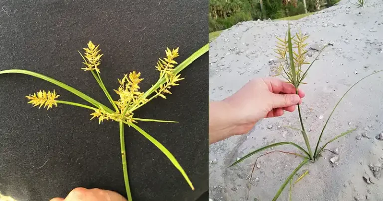 Yellow Nutsedge (Cyperus esculentus): Benefits and Uses Explained for Beginners