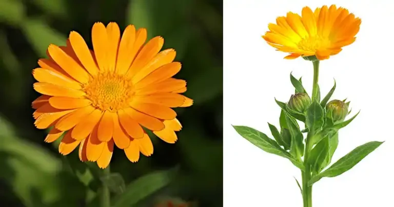 Top 12 Health Benefits of Calendula officinalis