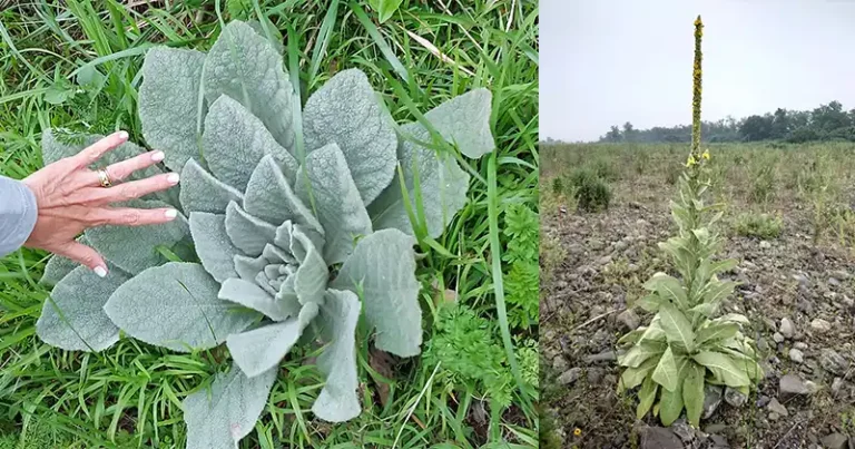 Mullein: The Wild Plant That Clears Your Lungs Naturally