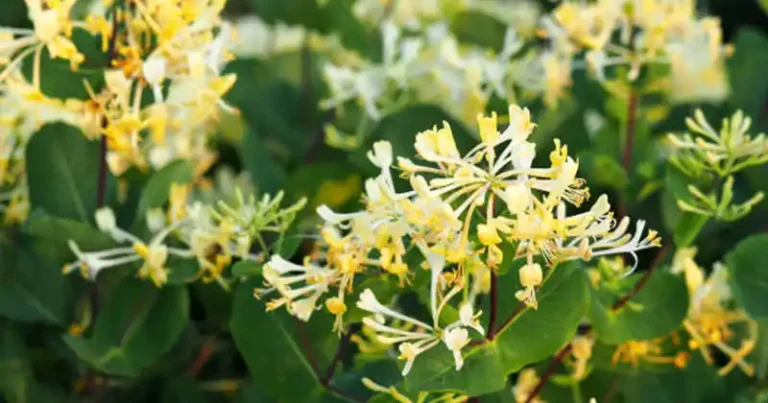 Japanese Honeysuckle (Lonicera japonica): Health Benefits and Homemade Uses