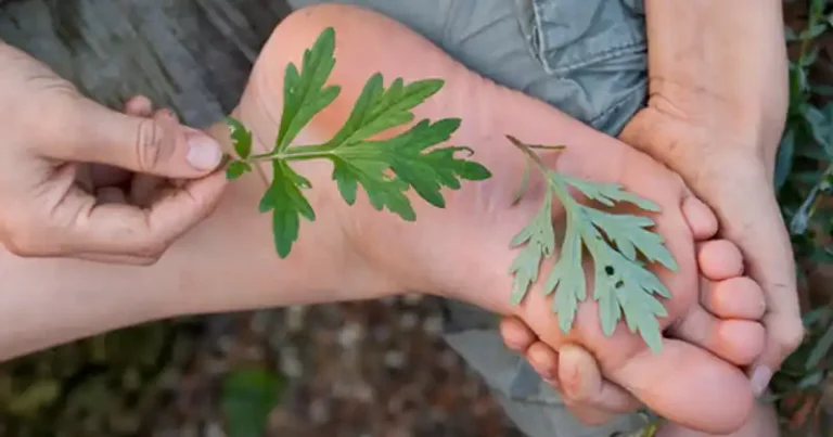 The Surprising Benefits of Using Mugwort for Foot Soaks and Applications