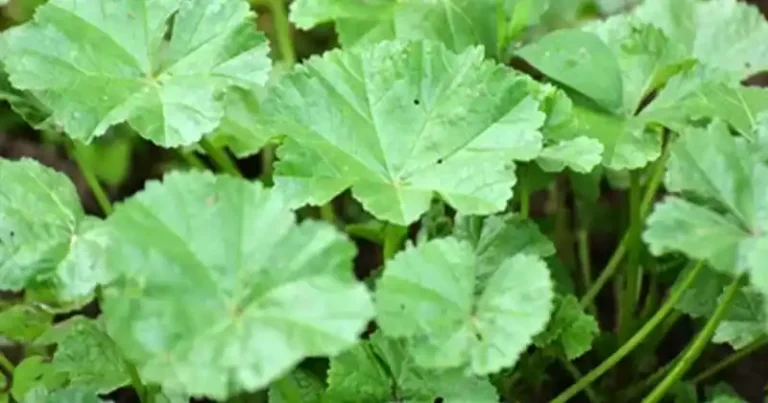 Unveiling the Green Marvel: The Top 10 Health Benefits of Common Mallow Leaves