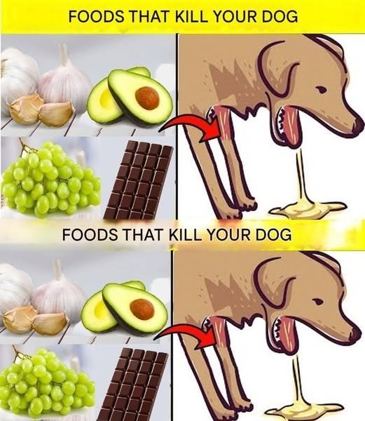 22 Foods That Can Kill Your Dog: A Complete Guide Every Dog Owner Should Read