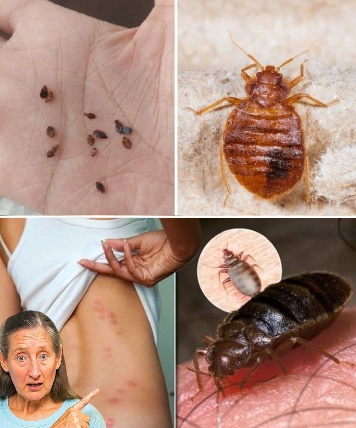 Bedbugs Will Disappear From Your Garden in a Few Minutes by Doing This!