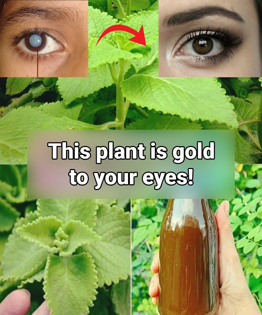 This Plant Is Gold for Your Eyes: The Vision-Friendly Power of Indian Borage