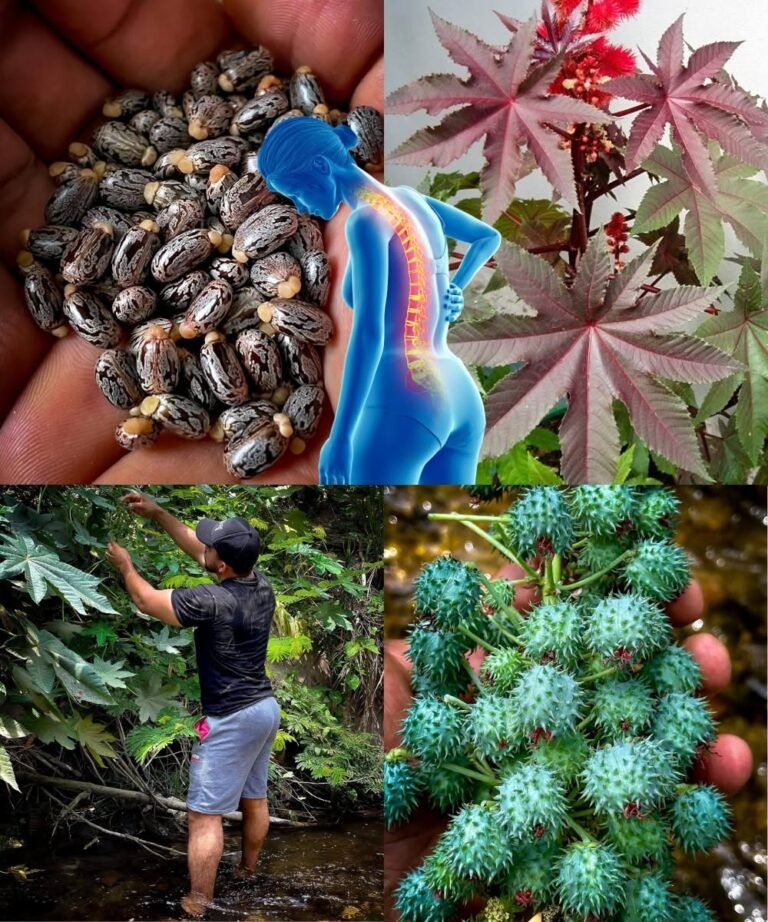 7 Natural Ways Castor Oil May Support Your Hair, Skin, and Well-Being