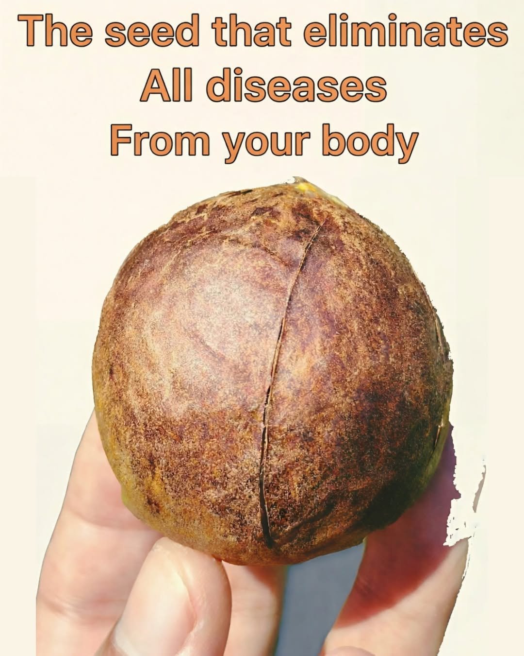 Avocado Seed Benefits: Uses, Properties, and How to Consume It for Better Health
