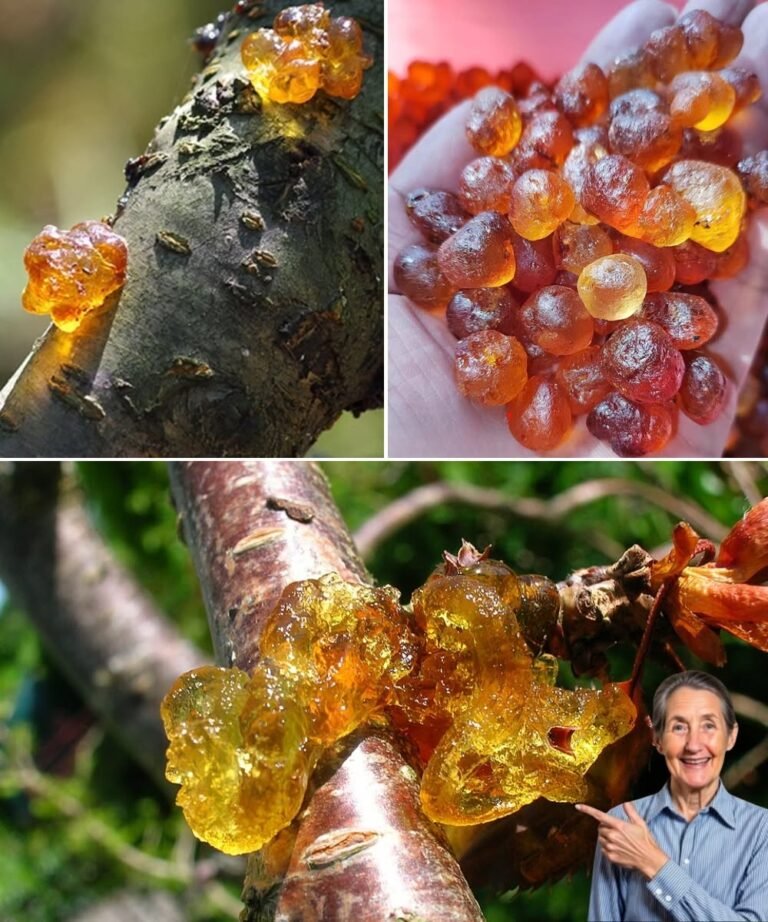 🌸 Unlock the Ancient Secret of Peach Tree Resin: 15 Life-Changing Benefits You’ll Wish You Knew Sooner