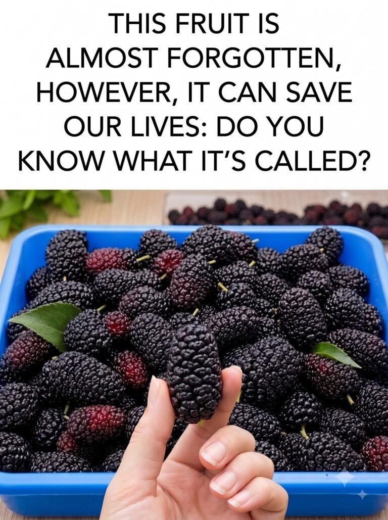 The Blackberry: A Forgotten Fruit That Could Save Your Health