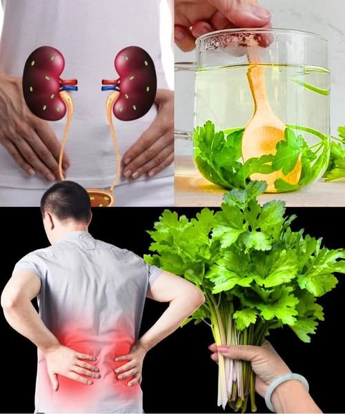 Refresh Your Kidneys Naturally: Gentle Herbal Detox for Energy, Clarity, and Vitality