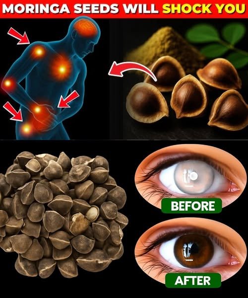 12 Moringa Seed Benefits You’ll Never Hear from Your Doctor