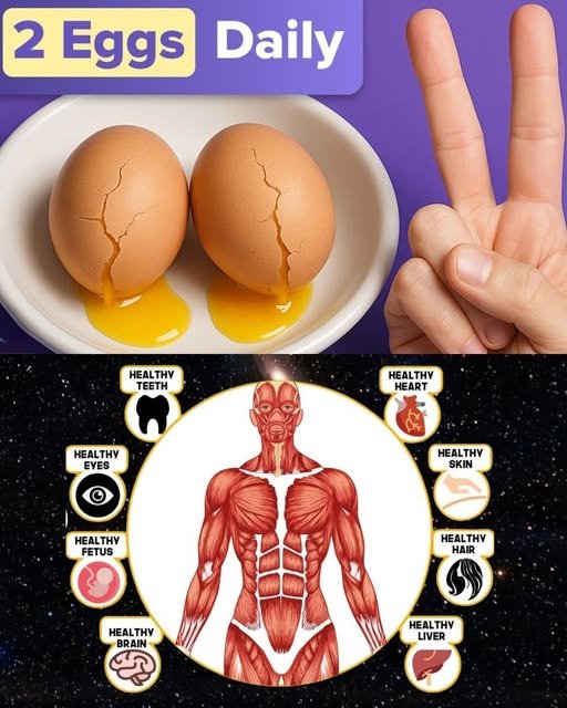 If You Eat 2 Eggs Every Day  What Science Says About Cholesterol, Weight, Brain & Heart