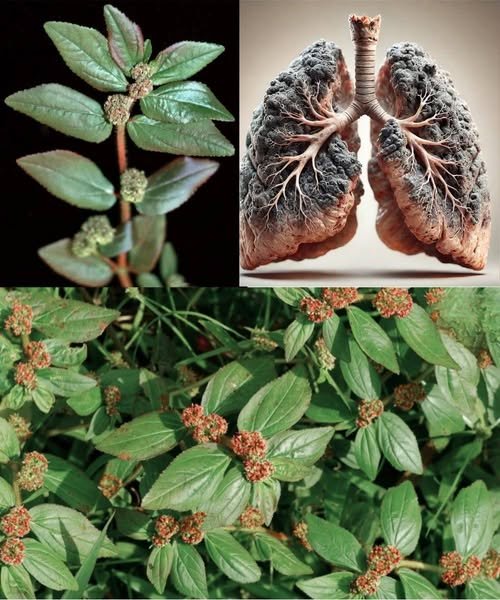 The Healing Power of Euphorbia Hirta: Nature’s Respiratory Remedy