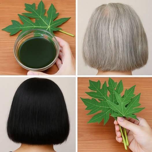 Turn White Hair to Black Hair Naturally and Grow Long Hair with Papaya Leaves