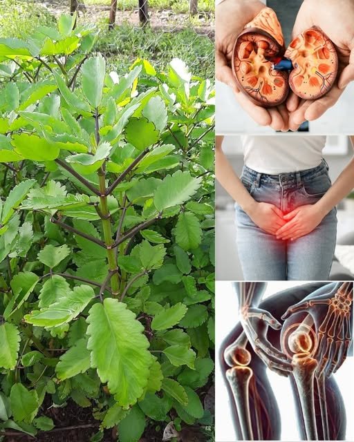 The “Miracle Leaf” with Powerful Healing Benefits