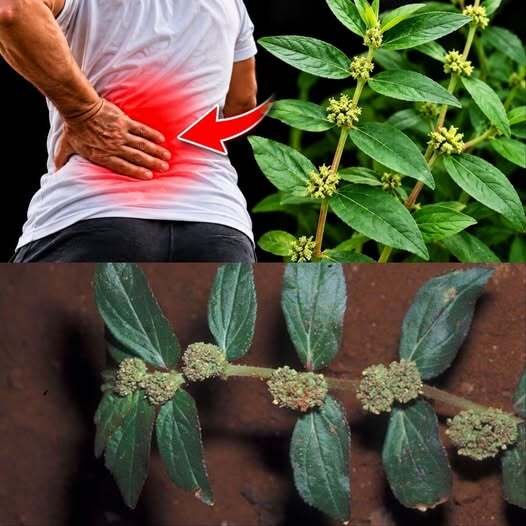 Just One Leaf of This Plant Is Worth a Gold Mine? The Surprising Truth About Euphorbia Hirta