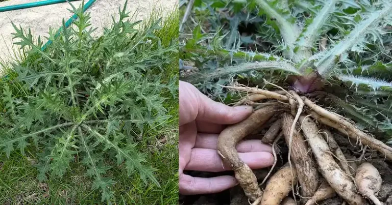 12 Benefits of Bull Thistle Root and How to Use It Naturally